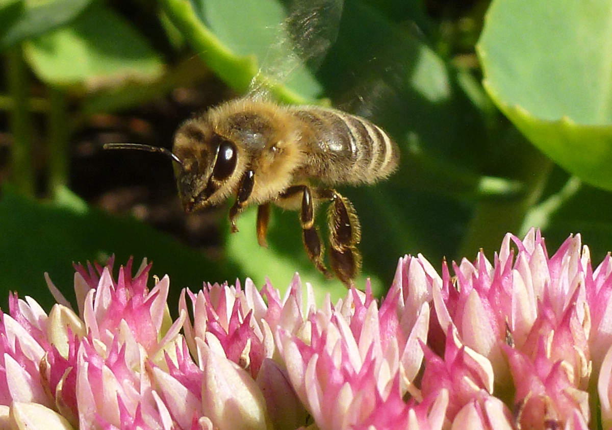 Eine Biene bestäubt eine Blume