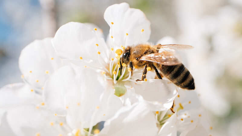 Eine Biene bestäubt eine Kirschblüte.