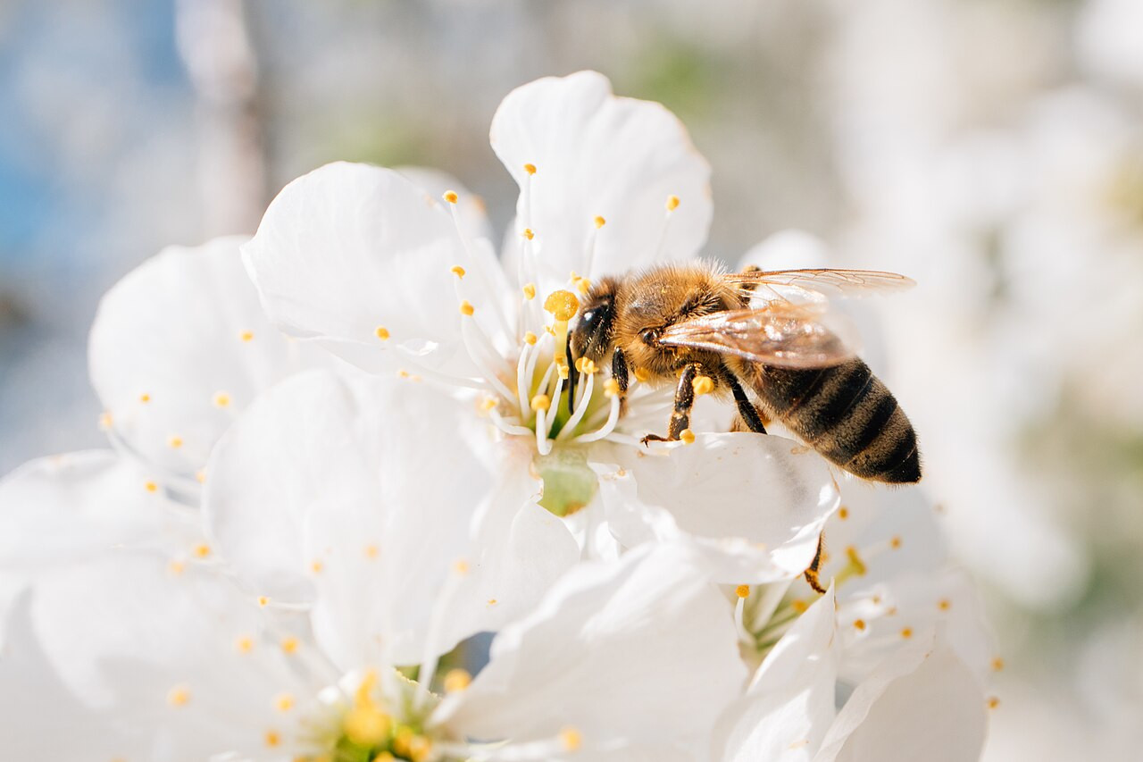 Eine Biene bestäubt eine Kirschblüte.